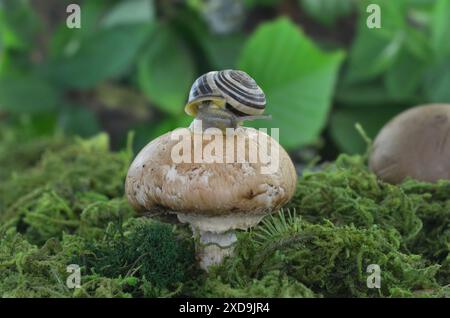 A snail shell on a mushroom in dark, green forest among moss. Stock Photo