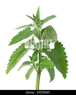 Bunch of lemon balm or melissa plant isolated on white background. Fresh green mint leaf. Clipping path Stock Photo