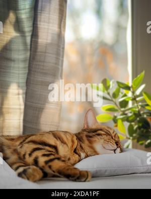 A charming red cat sleeps and smiles in his sleep, lying comfortably and blissfully in bed. Stock Photo