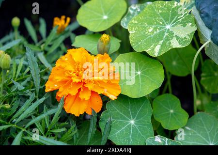 Orange marigolds also known as Tagetes are paired with nasturtium are an excellent companion plant combo to keep tomatoes pest free. Stock Photo