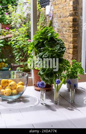 Echeveria and lemons with cut single stems on windowsill in Grade II listed Victorian terrace, Camden, London, UK Stock Photo