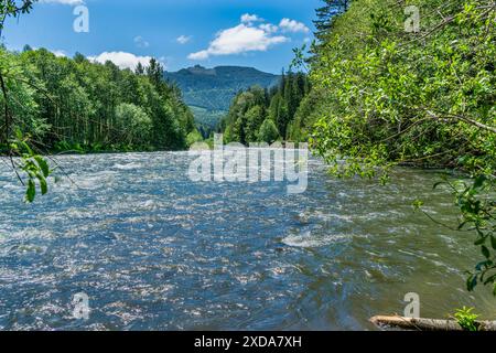Trees line the White River near Highway 410 in Washington State Stock ...