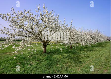 Flowering cherry trees (Prunus avium), Franconia, Bavaria, Germany Stock Photo