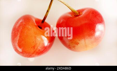 Two ripe red cherries with stems against a soft white background Stock Photo