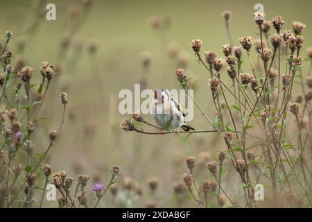 European goldfinch (Carduelis carduelis) adult bird on Knapweed plant seed heads, Lincolnshire, England, United KIngdom Stock Photo