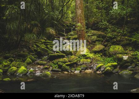 A small stream flows through a dense forest with moss-covered rocks and tall trees, Whangarei, New Zealand Stock Photo