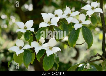 White blooming dogwoods outdoors close up in springtime Stock Photo