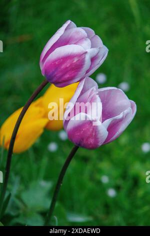 Two purple and white tulips and a yellow flower against a green background, The Hague, Netherlands Stock Photo