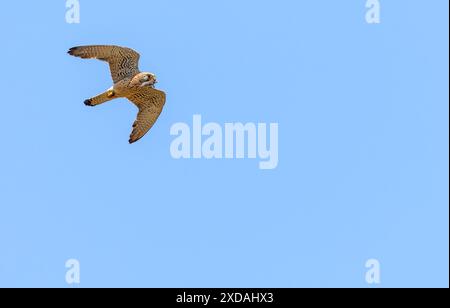 Strandja mountians Bulgaria 21th June  2024: .  Lesser Kestrel hunts and feed his offspring  Lesser Kestrel (Falco naumanni, Fleischer, 1818) is a small falcon, useful in assisting humans in fighting pests in agricultural territories. Clifford Norton Alamy live news Stock Photo