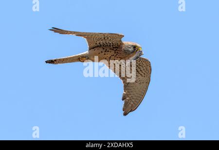 Strandja mountians Bulgaria 21th June  2024: .  Lesser Kestrel hunts and feed his offspring  Lesser Kestrel (Falco naumanni, Fleischer, 1818) is a small falcon, useful in assisting humans in fighting pests in agricultural territories. Clifford Norton Alamy live news Stock Photo