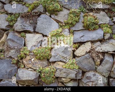 Houseleek stone rose liveforever plants on a stone wall between rocks, natural patterns, succulent plants Stock Photo