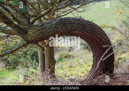 Closeup of a twisted trunk of a tree Stock Photo