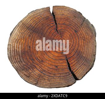 Cross section of Douglas fir / Columbian pine (Pseudotsuga menziesii) showing pattern of annual rings / tree rings / growth rings Stock Photo