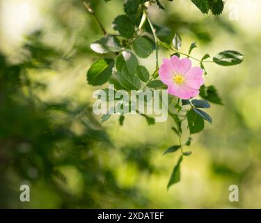 Rosa rubiginosa Sweet briar or Eglantine Rose syn R eglanteria Stock ...