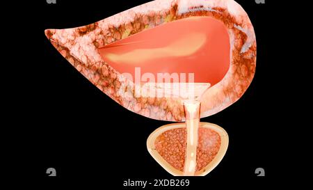 urinary or excretory system, detailed male bladder and prostate gland anatomy, Urology medical, genital reproductive, Nephrology, cross section of Pro Stock Photo