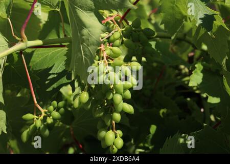 Young branch of grapes on the nature. Growing grapes in the vineyard. Stock Photo