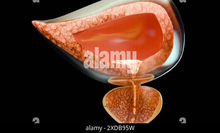 urinary or excretory system, detailed male bladder and prostate gland anatomy, Urology medical, genital reproductive, Nephrology, cross section of Pro Stock Photo