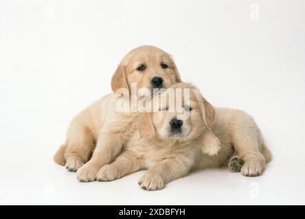 Golden Retriever Dog - x2 puppies 7 weeks old Stock Photo