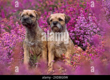 DOG - Border Terriers Stock Photo