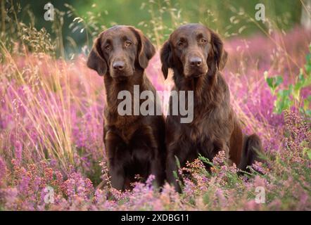 Liver Flat-coated Retriever Dogs Stock Photo