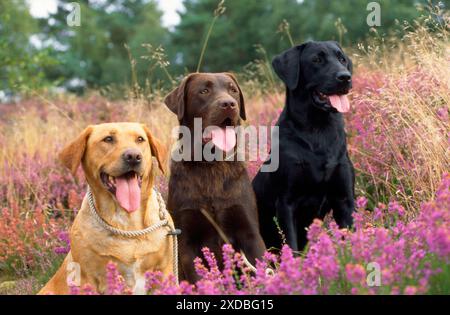 Yellow Chocolate & Black Labrador Dogs Stock Photo