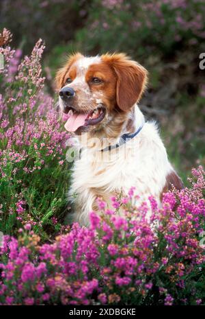 BRITTANY / Epagneul Breton DOG - in heather Stock Photo