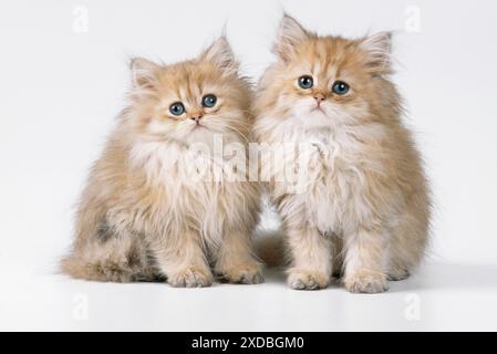 CAT - Chinchilla Kittens Stock Photo