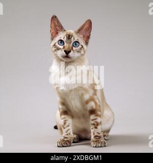Snow Marbled Bengal Cat Stock Photo