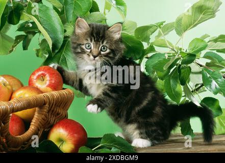CAT - Kitten with basket of apples Stock Photo