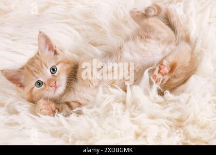 CAT - ginger kitten, lying on back on rug Stock Photo