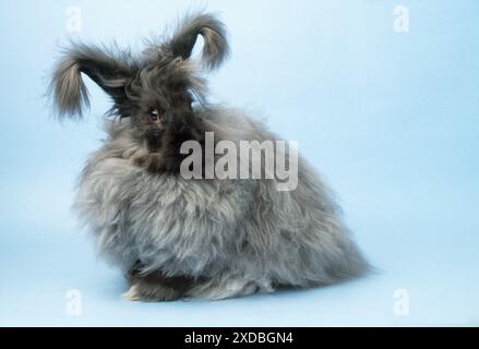 RABBIT - ANGORA Stock Photo