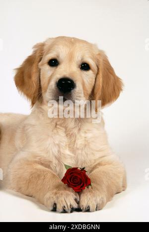 DOG - Golden Retriever puppy with rose Stock Photo