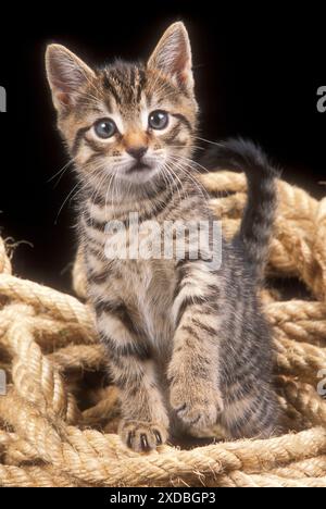 CAT - Tabby kitten in rope Stock Photo