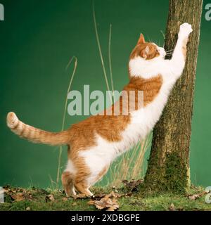 Cat - clawing at tree, using as scratching post. Stock Photo