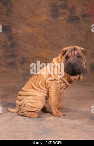 DOG - Shar Pei, side view Stock Photo