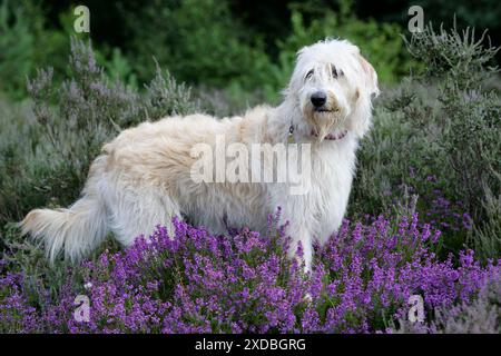 Dog - Labradoodle Stock Photo