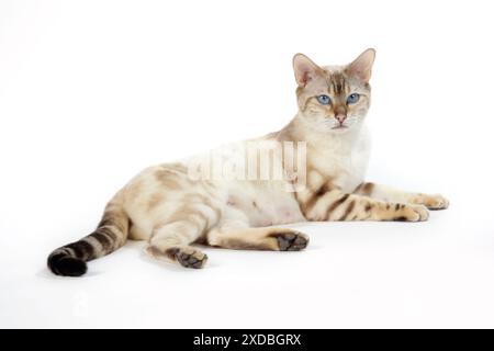 CAT. Snow Marble blue-eyed Bengal Stock Photo