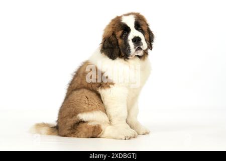 St Bernard Dog - 14 weeks old puppy Stock Photo