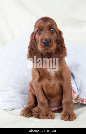 Dog - Irish Setter - Puppy sitting down on pillow Stock Photo