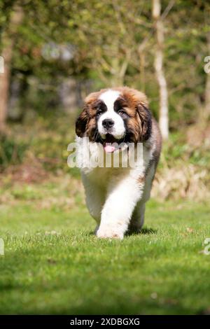 St Bernard Dog - 14 weeks old puppy Stock Photo