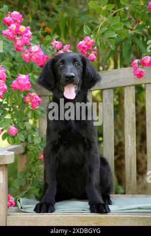 Dog - Flat-coated Retriever puppy sitting on garden Stock Photo