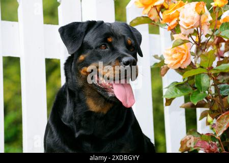 Dog - Rottweiler sitting by fence Stock Photo