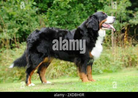 Bernese Mountain Dog - on grass Stock Photo
