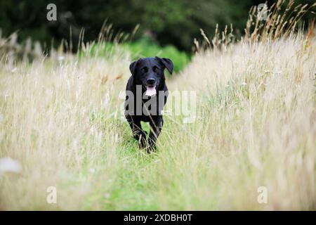 Dog. Black labrador running in field Stock Photo