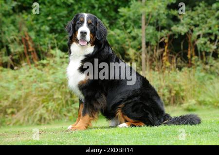 Bernese Mountain Dog - on grass Stock Photo