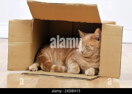 CAT. Cat sleeping in a cardboard box Stock Photo