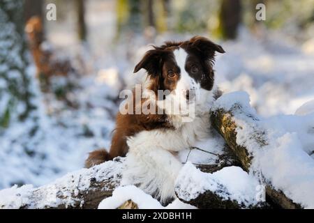DOG. Border collie standing on snow covered logs Stock Photo