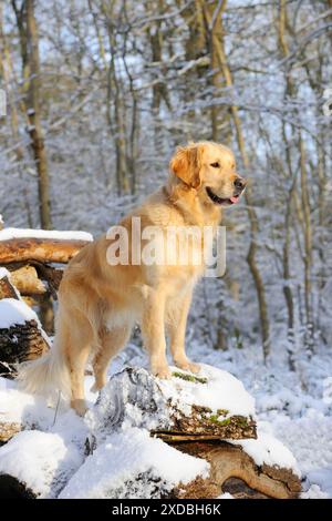 DOG. Golden retriever standing on snow covered logs Stock Photo