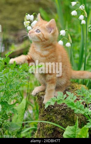 Cat. Kitten on tree stump Stock Photo