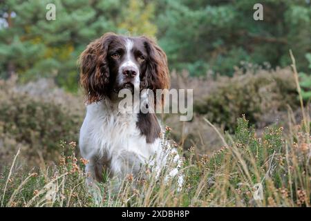 DOG. English springer spaniel sitting in heather Stock Photo